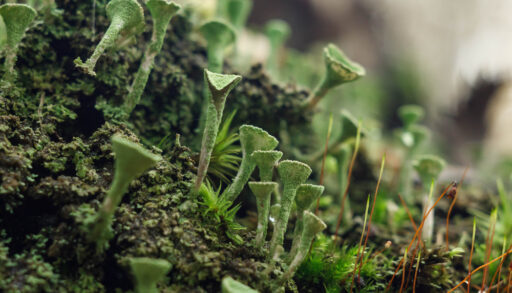 Close-up of moss and lichen
