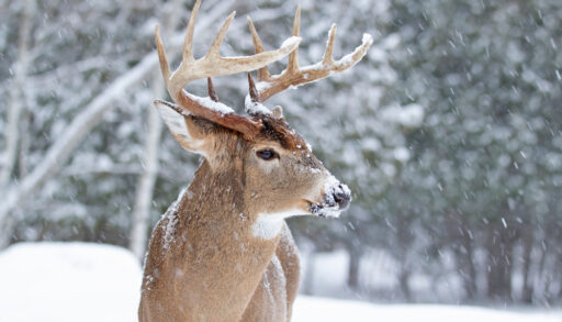 Close-up of a male whitetail deer in winter.