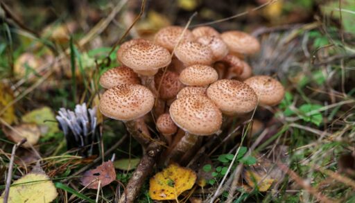 Close-up of Armillaria mellea mushrooms growing at the base of a tree.