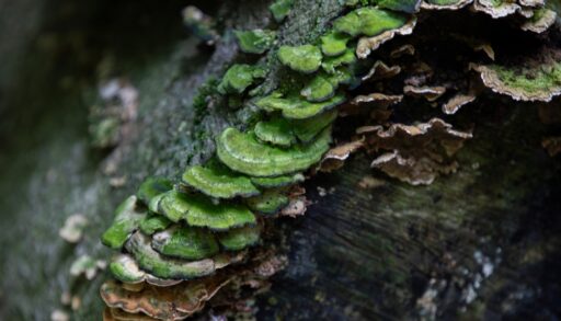 Close-up of green fungi along the base of a tree.