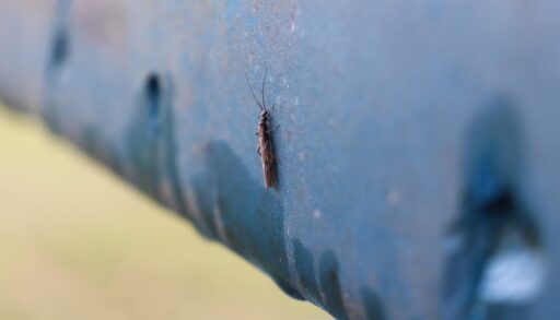 Small winter stonefly on a picnic table.