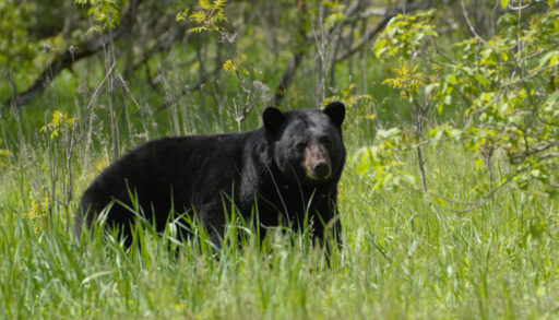 Black bear in a green meadow.