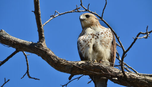 Red-tailed hawk perched on a branch in Point Pelee National Park, Ontario.