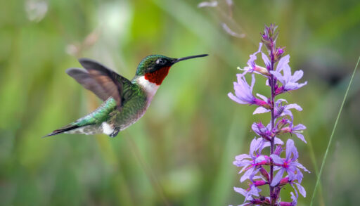 Ruby-throated hummingbird flying near a purple plant.