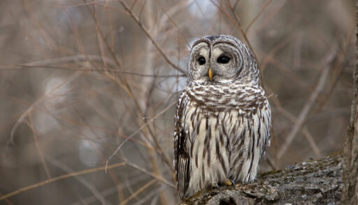 Brown barred owl sitting on a log surrounded by trees.