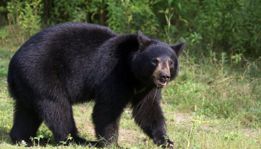 Black bear walking in a grassy field.