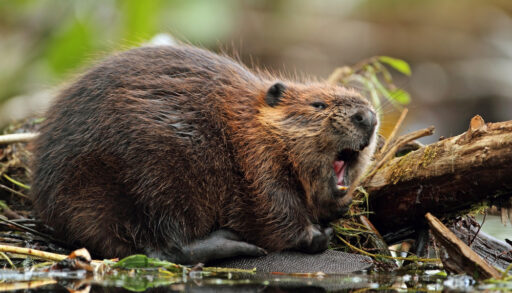 Beaver yawning in a forest.