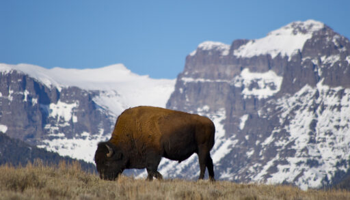 Brown bison on a hill surrounded by mountains.