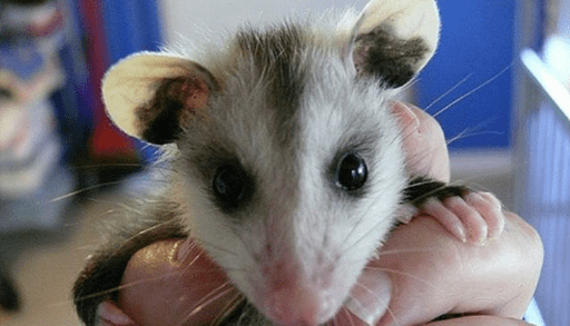 Baby opossum at Elizabeth's wildlife centre