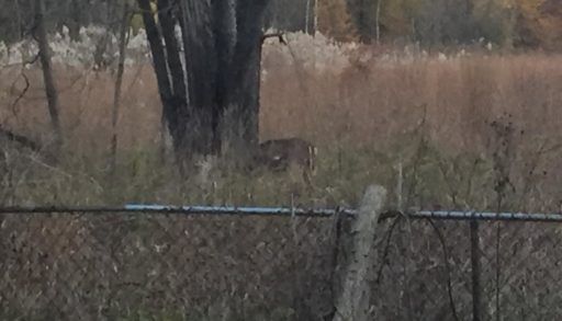 Photo of deer with an arrow in its side