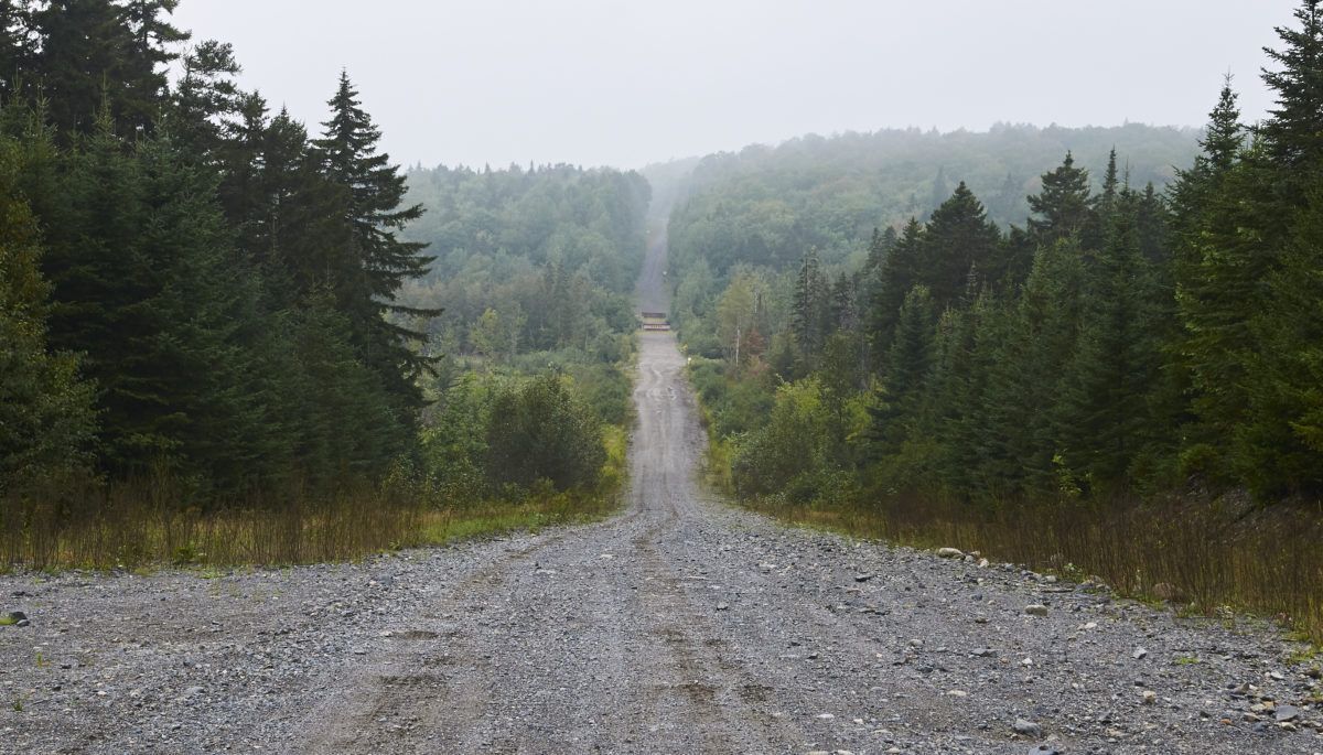A gravel road through the forest