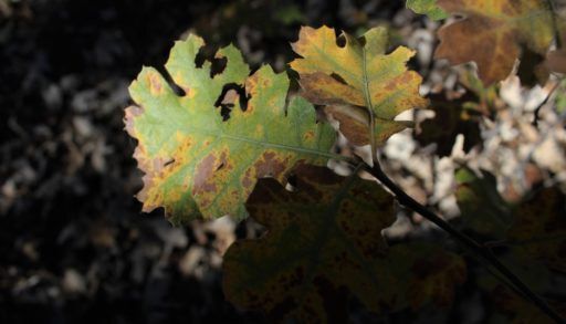 oak-wilt-on-leaves