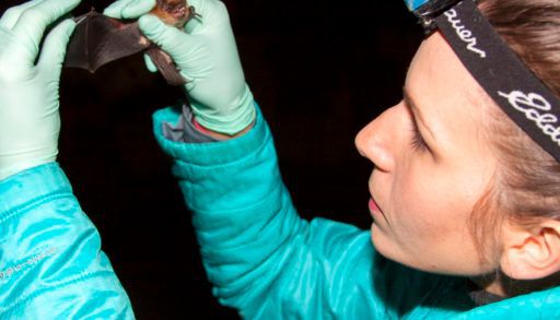 Researcher inspects healthy big brown bat