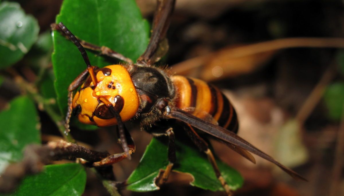Invasive Asian hornet (murder hornet)