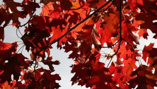 Close-up of red oak tree leaves in fall