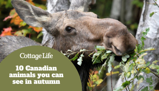 Closeup of a female Moose eating leaves off a tree