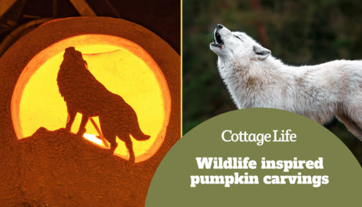 Wonderful Halloween pumpkin with a wolf as a motive AND Portrait of Arctic wolf