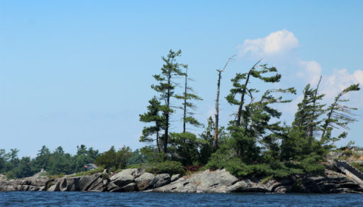 Trees atop rocks belonging to Georgian Bay's Thirty Thousand Islands