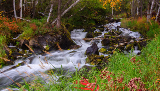 Early fall colours glow along the banks of a creek near the Ingraham Trail in Canada's Northwest Territories.