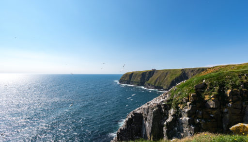 Cliffs of Cape St. Mary's on the Avalon Peninsula in Newfoundland.