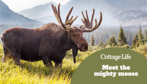 Wild Moose Grazing the Mountains of Colorado || Brainard Lake Recreation Area, Ward, CO [Colorado Wildlife]