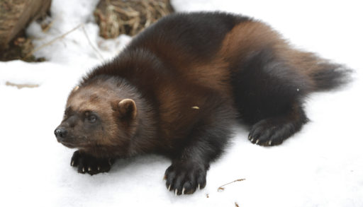 An adult wolverine lying in the snow