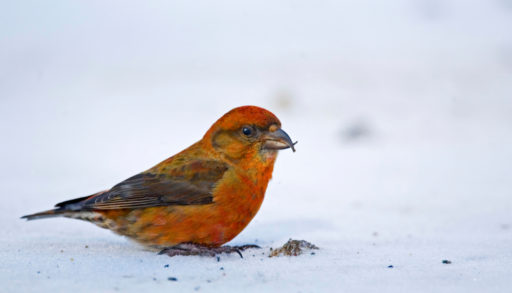 A male red crossbill standing in the snow
