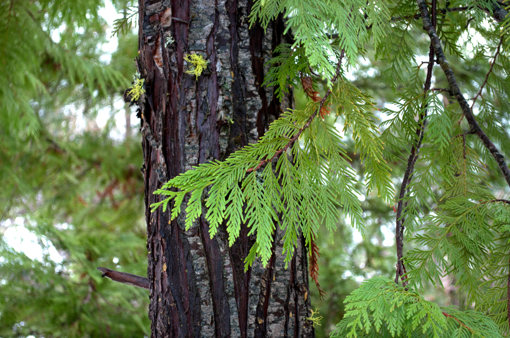 Closeup of a branch and trunk of a cedar tree