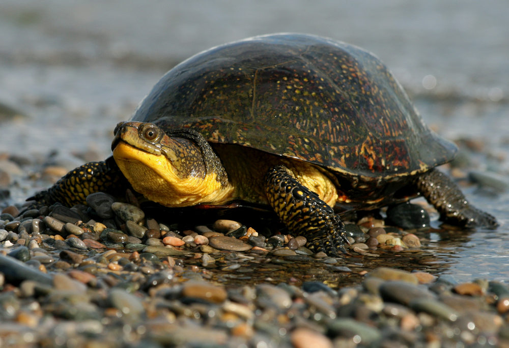 A female Blanding's turtle crawling out from the water