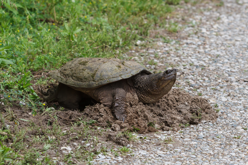 A snapping turtle on a turtle nest