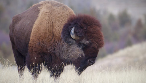 A North American bison standing in a plains field