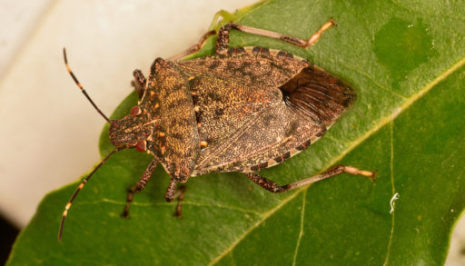 A macro photograph of a brown marmorated stink bug