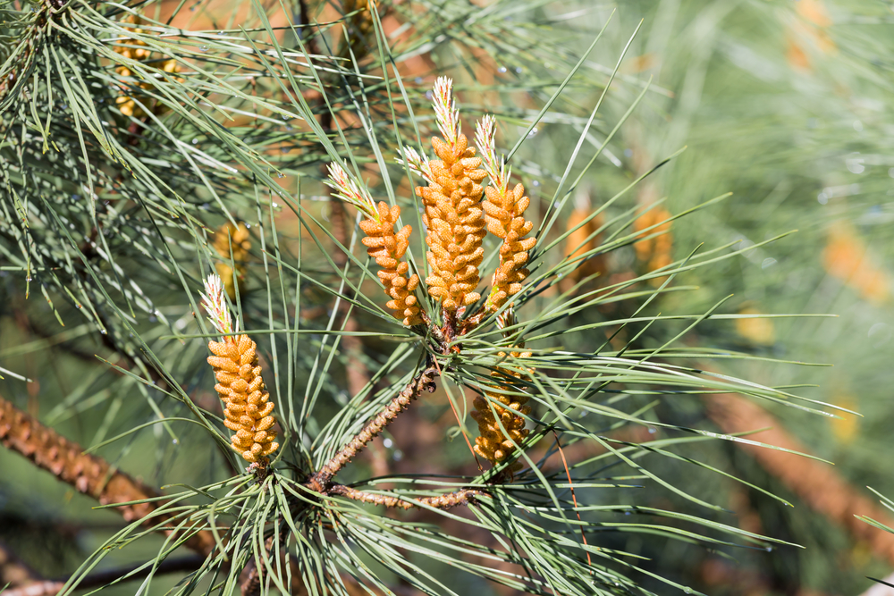 Close-up of Scots pine needles