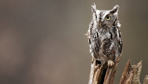 Close-up of an Eastern screech-owl