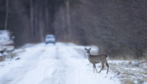 Deer on snowy road