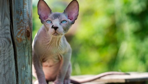A Canadian sphynx cat in a tree