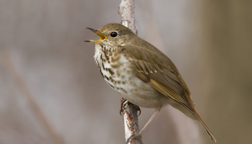 A hermit thrush singing in a tree