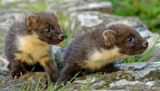 Two pine marten kits on a stone wall