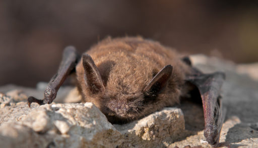 Close-up of a little brown bat on a rock