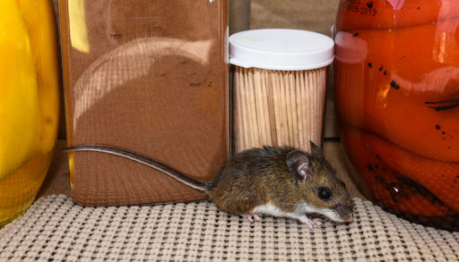 A small mouse in a kitchen cupboard