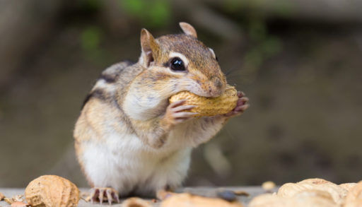 A chipmunk eating a peanut in the shell