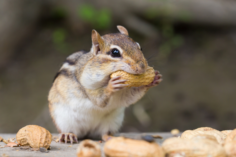 A chipmunk eating a peanut in the shell