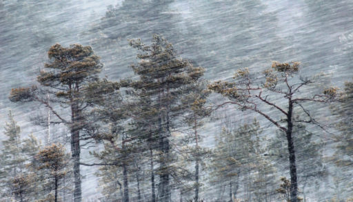 Pine trees in a blizzard