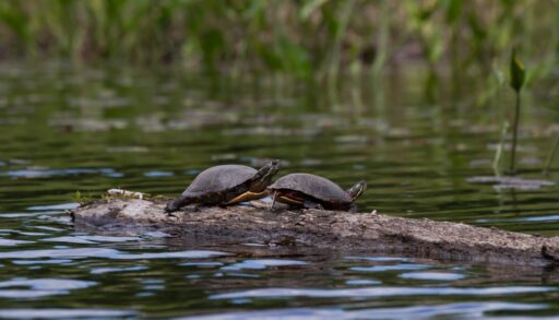 Two painted turtles on a fallen log