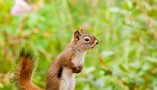 A red squirrel against a grassy background