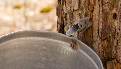A maple tree tapped for making syrup