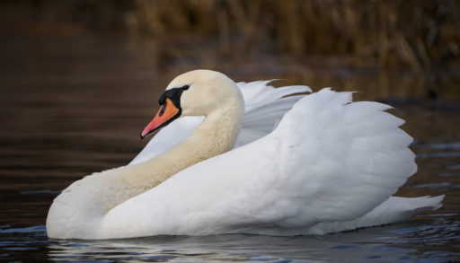 A mute swan on the lake