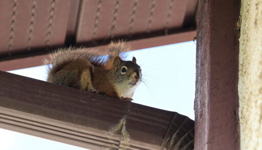 A squirrel on an eavestrough