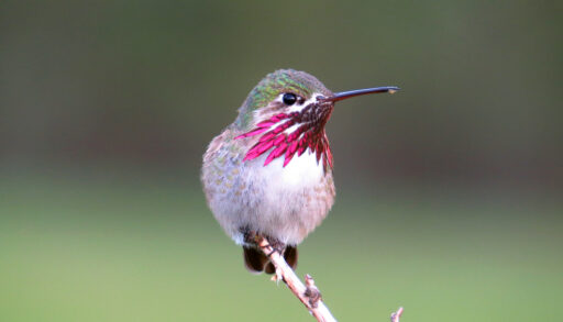 A Calliope hummingbird perched on a branch