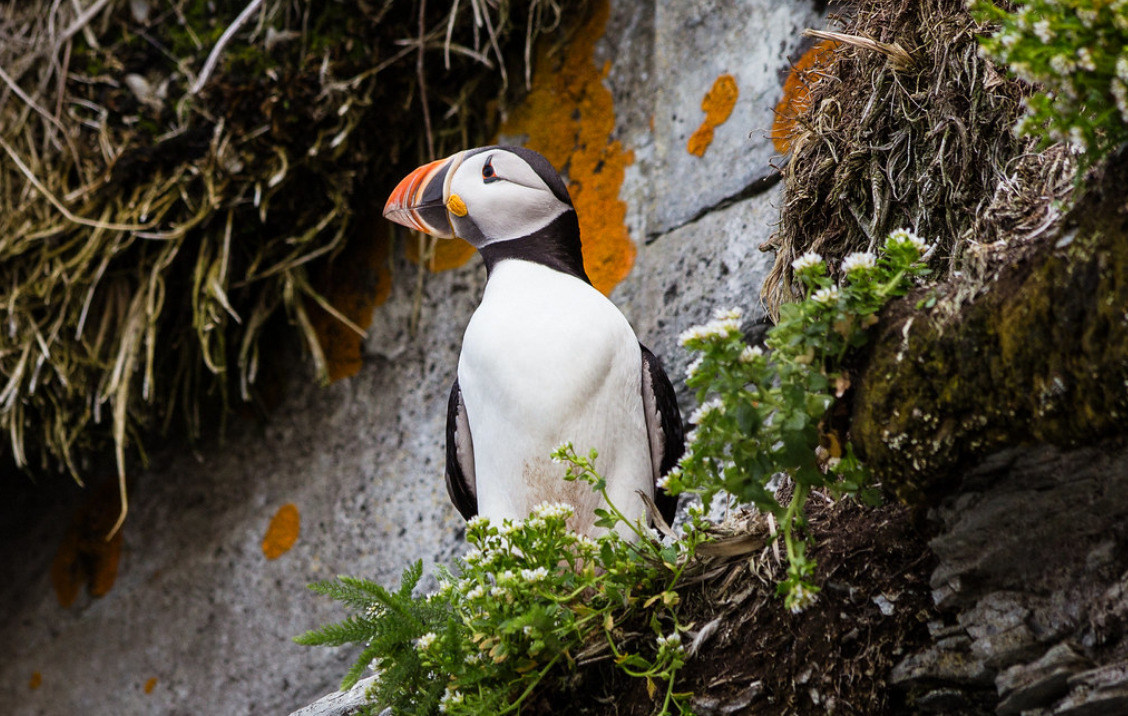 A puffin near Île aux Perroquets lighthouse